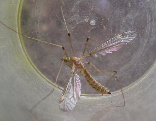 Réf. 286 502 : Tipula helvola